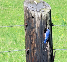 Photo by Bryan Stevens A male Eastern Bluebird inspects a nesting cavity in a wooden fence post.