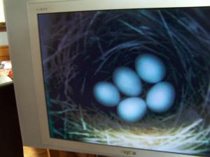 Photo Courtesy of Barbara Lake A clutch of five Eastern Bluebird eggs in a box at the home of Barbara and Jerry Lake in Hampton.