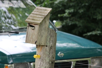 Photo courtesy of Mary Taylor Beierle A tree swallow peeks inside a nest box at the Beierle home. 