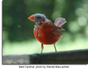 Bald Cardinal