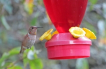 Photo by Bryan Stevens • A rufous hummingbird hovers nears a feeder.