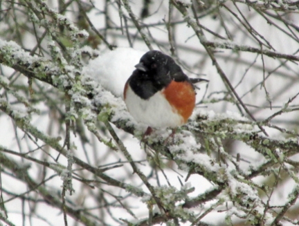 Photo by Bryan Stevens • A male Eastern Towhee waits out a snowstorm.