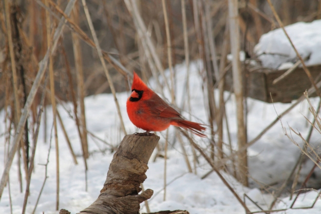 Northern_cardinal
