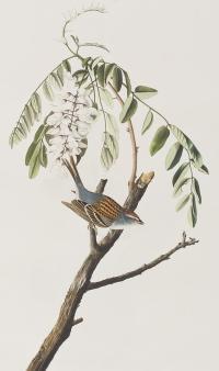 Chipping-sparrow-john-james-audubon