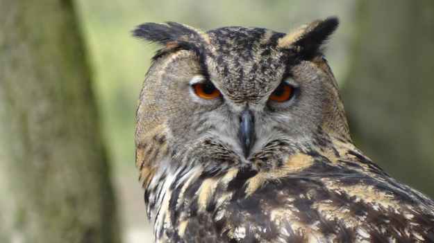 bird night forest owl