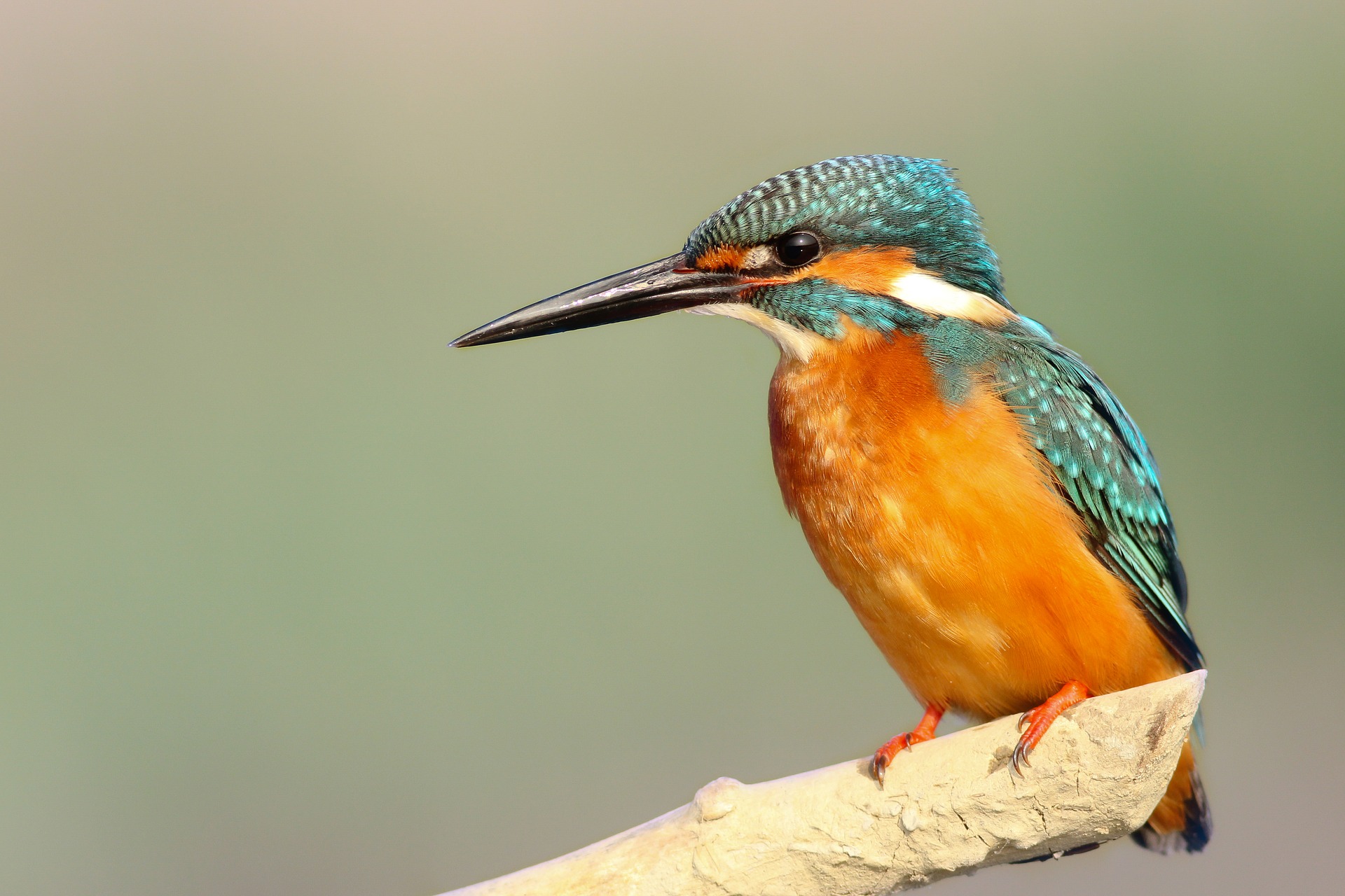 Wildlife Finds: Belted Kingfishers – Public Lands Interpretive Association